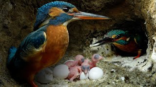 Kingfisher Chicks Hatch amp Dad Eager to Feed  4K  Discover Wildlife  Robert E Fuller [upl. by Anawad]