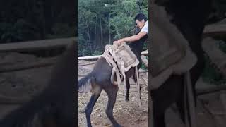 The process of installing the wood saddle for the horse [upl. by Arodaeht]