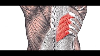 Two Minutes of Anatomy Serratus Posterior Superior and Inferior [upl. by Mcintosh]