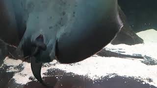 Freshwater stingray gives birth 131 [upl. by Hagar]