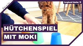 Beschäftigung für deinen Hund Zuhause HütchenspielBecherspiele – Nasenarbeit für Zuhause mit Moki [upl. by Noek]