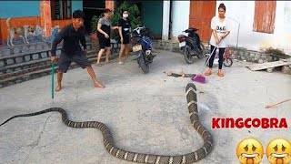 Terrible the worlds largest and most venomous snake  king cobra  peoples obsession [upl. by Reo]