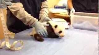 Giant Panda Cub is Almost Eight Weeks Old [upl. by Latty340]