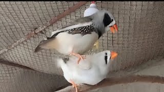 Finch Mating  Zebra Finch Breeding [upl. by Skill]