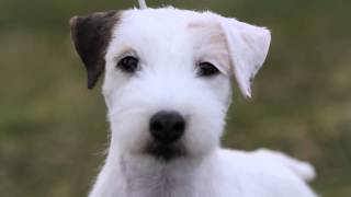 Heidi the Parson Russell Terrier [upl. by Nomolos]