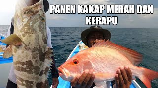 Rawai senggol dan panen kakap merah [upl. by Chaffee127]