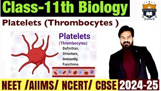 Platelets  Blood platelets  Thrombocytes  Body Fluids And circulation class 11 Biology  NEET [upl. by Nomled764]