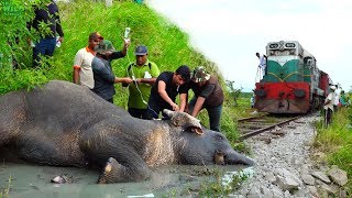 Reasons to trust Humanity Helping an injured Elephant [upl. by Neiht355]