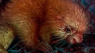 Baby prehensiletailed porcupine born at the Milwaukee County Zoo [upl. by Eiram]