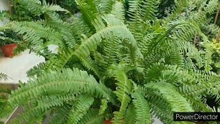 How to have best Ferns green and bushy6 Care tipsMy collection of ferns [upl. by Hcirdla579]