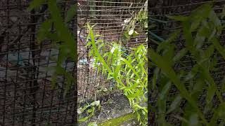 Pazhuthara chedi  പഴുതാര ചെടി gardening exoticplant ytshorts thembragarden [upl. by Gurney861]