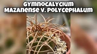 Gymnocalycium Mazanense v Polycephalum  spines and flower  Cactus and Succulent shorts [upl. by Sundin]