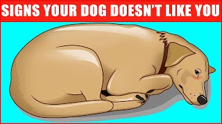 14 Signs Your Dog Doesn’t Love You Even if You Think They Do [upl. by Eissim]