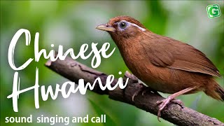 Chinese Hwamei Song Singing And Call Birds Chirping And Nature Sounds [upl. by Dearborn594]