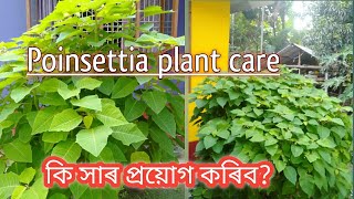 Poinsettia কিদৰে care লওকেনেকৈ জোপোহা কৰিব আৰু কোন সময় ত কাটিব। how to grow ampcare poinsettia [upl. by Agnesse]