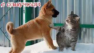 Приколы с котами НОВЫЕ смешные коты и собаки УГАРНАЯ ОЗВУЧКА и смешные животные [upl. by Wenona217]