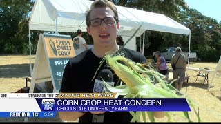 Chico State University Farm is selling corn [upl. by Amieva335]