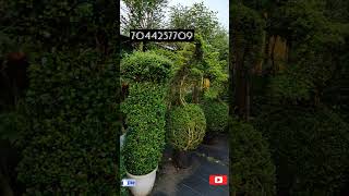 All types Malpighia plants in Sale🌲📞7044257709 nature [upl. by Verena]