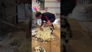 Shearing a sheep in 60 seconds [upl. by Feodora815]