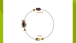 Life Cycle Of a Cockroach [upl. by Ezekiel]