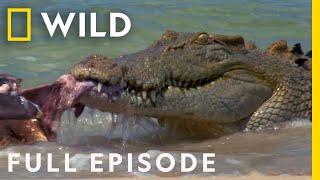 Animal Fight Night When Sharks and Crocodiles Go Head to Head Full Episode  Dangerous Encounters [upl. by Ynez870]