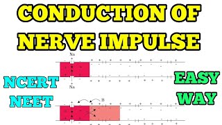 CONDUCTION OF NERVE IMPULSE I EASY WAY I NEET NCERT [upl. by Jonis903]