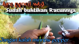 Bermodalkan 4 lure minnow Paling Ampuh  Landed Spottailbass ikan Yang sudah jarang di Jumpai [upl. by Eillor715]