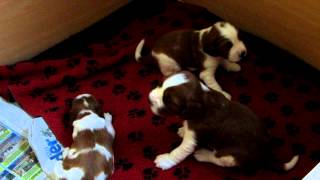 Welsh springer spaniel puppies first bark [upl. by Mckenna889]