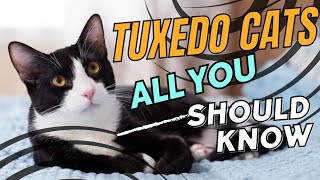 CAT FACTS  THE CHARMING TUXEDO CAT [upl. by Cacilia]