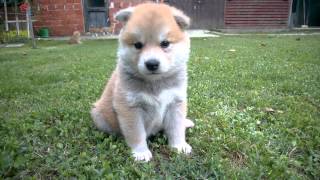 Akita Inu puppy [upl. by Mellen]