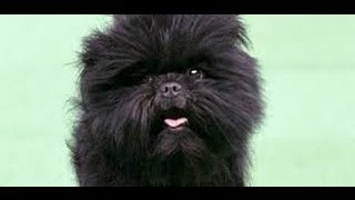 Affenpinscher  Americas Top Dog  Everyone wants an Affenpinscher after Westminster Win [upl. by Samaj]