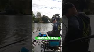 Skimmers on the pole fishing angling polefishing matchfishing fish [upl. by Yerggoeg]