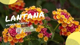 Todo sobre la Lantana 🌺 [upl. by Arevle]