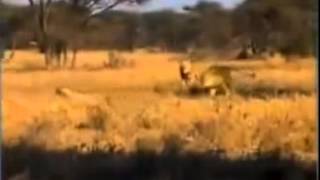 Lion Kills Cheetah [upl. by Bank]