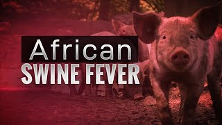 AFRICAN SWINE FEVER ASF EXPLAINED [upl. by Ahsinotna252]