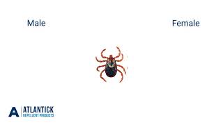 Tick Identification [upl. by Asil]