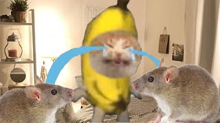 ❤️❤️ BANANA CAT 🍌🐱 TIKTOK COMPILATION 🍌🍌 [upl. by Gyatt376]