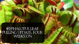 Cephalotus leaf pulling update 4 weeks and counting [upl. by Ralyat]