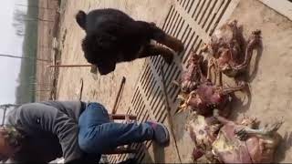 Tibetan Mastiff Puppies Fight For Food  CHINESE TIBETAN MASTIFF [upl. by Nyladam]