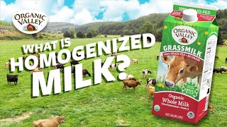 What is Homogenized milk  Ask Organic Valley [upl. by Shue409]