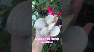 Discover the Enchanting Southern Quahogs Fun Facts and Insights  Florida Shelling FLshelling [upl. by Thalia342]