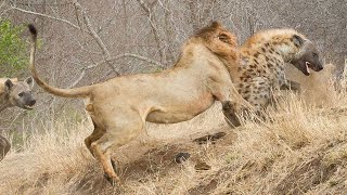 Lion attacks Hyena who wants to steal his food very hard Wild Animals Attack [upl. by Ecidnac747]