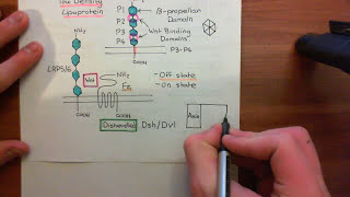 The Wnt  BetaCatenin Pathway Part 3 [upl. by Innep359]