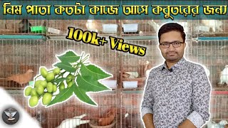 ‌নিম পাতা কতটা কা‌জে আ‌সে কবুত‌রের জন্য Neem leaves are needed for pigeon [upl. by Annayad]