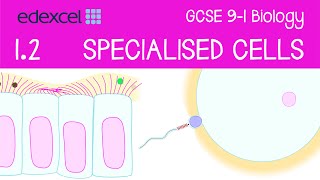 GCSE Biology Specialised Cells sperm egg ciliated epithelial cell red blood cell nerve cell [upl. by Eicul179]