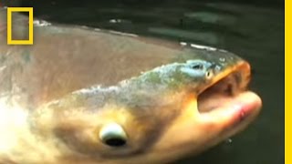 Mekong Giant Catfish  National Geographic [upl. by Glialentn993]