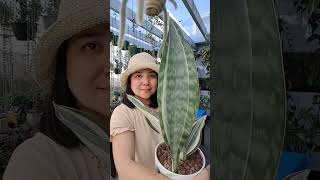 Dracaena Sansevieria Masoniana quotWhale Finquot Variegata  shortvideo dracaena sansevieria [upl. by Haneehs]