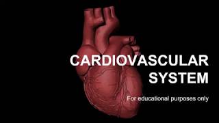 AF SOMALI CARDIOVASCULAR SYSTEM HORDHAC AH PART 1 [upl. by Letsirhc]