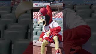 Stifel x St Louis Cardinals  Fredbird  Superstitions [upl. by Rolan409]