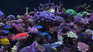 Wesley’s reef first video Philips CoralCare GEN2 [upl. by Ennaid]